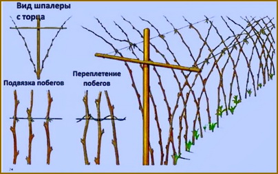 Малины будет много, если делать так