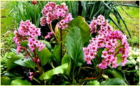 Как размножать и ухаживать за баданом Как размножать и ухаживать за баданом