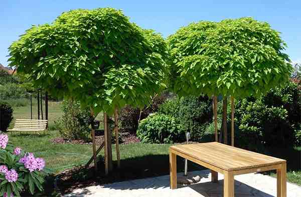 Catalpa bignonioides Nana