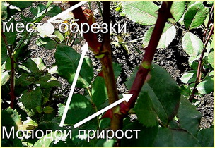 Обрезка для омолаживания