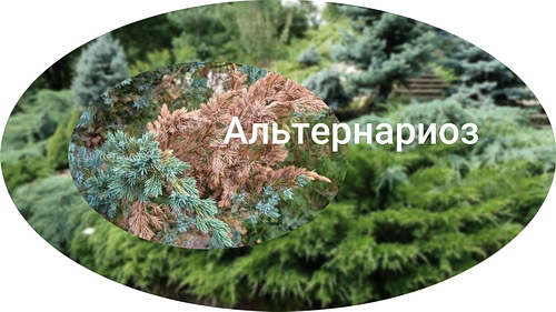 Альтернариоз