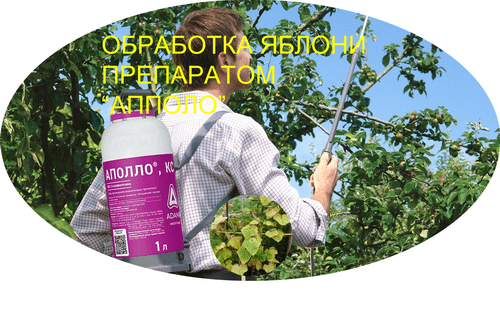 Препарат Апполо Препарат Апполо