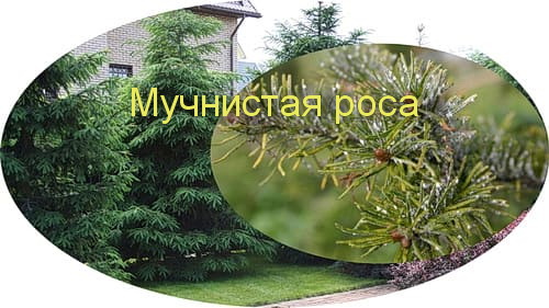 Мучнистая роса на хвойных