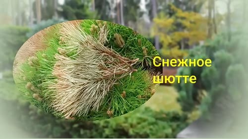 Снежное шютте