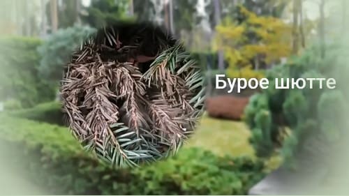 Бурое шютте