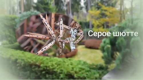 Серое шютте
