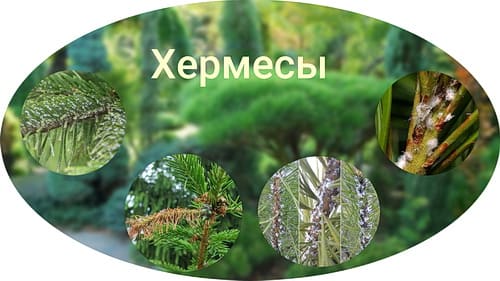 Хермесы на хвойных Хермесы на хвойных