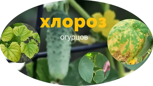 Хлороз огурцов