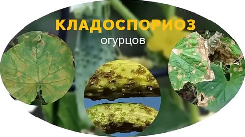 Кладоспориоз
