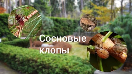 Клопы на хвойных