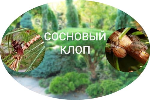 Клопы на хвойных Клопы на хвойных