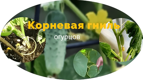 Корневая гниль