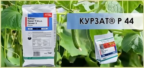 Курзат