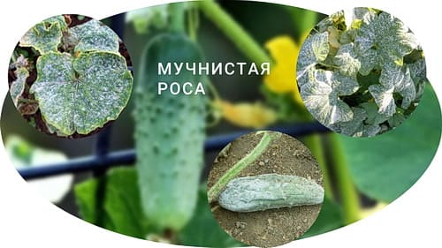 Мучнистая роса на огурцах