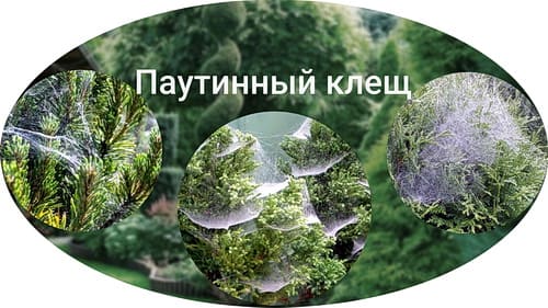 Паутинные клещи на хвойных Паутинные клещи на хвойных