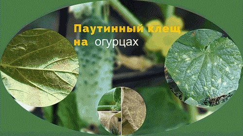 Паутинный клещ на огурцах