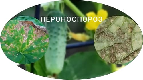 Пероноспороз
