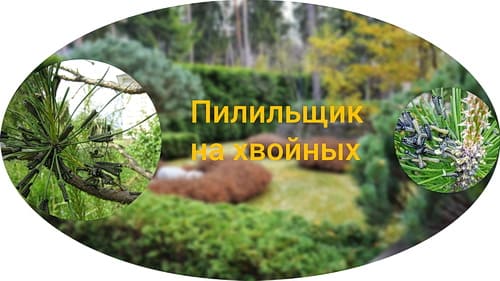 Пилильщик на хвойных Пилильщик на хвойных