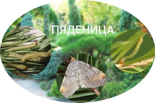Пяденица на хвойных Пяденица на хвойных