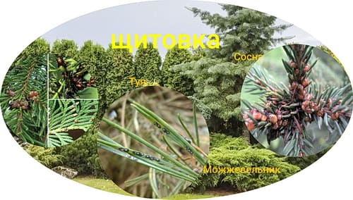 Щитовка на хвойных