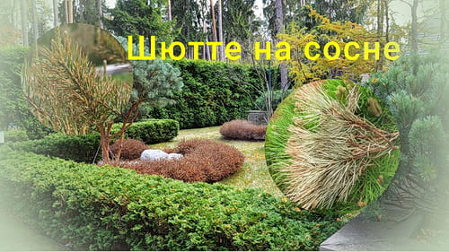 Шютте на сосне