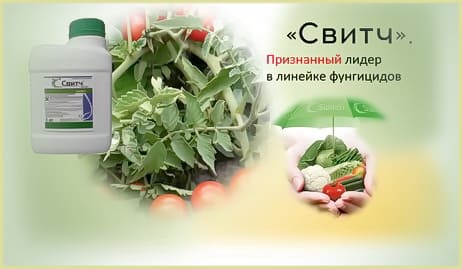 Свитч