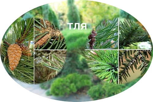 Тля на хвойных Тля на хвойных