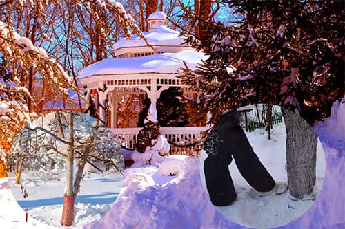 Топтать или не топтать снег вокруг деревьев?