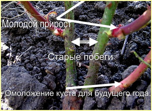 Обрезка для омолаживания