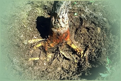 Фитофтороз