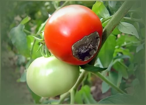 Фитофтора на плодах