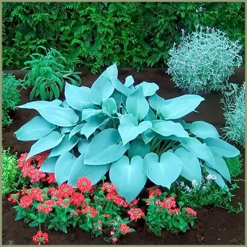 Хоста Canadianblue