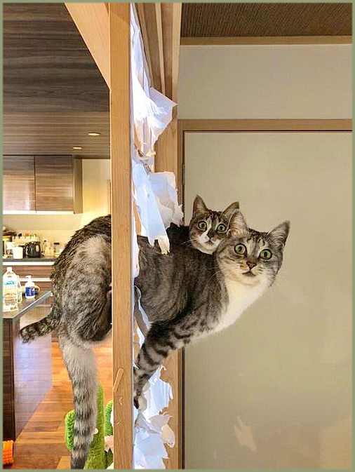 А че, это не мы