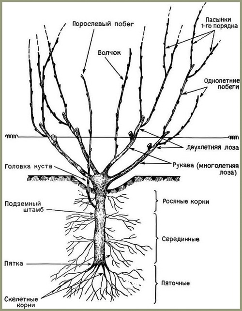 Строение виноградного куста