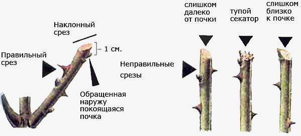 Схема обрезки роз