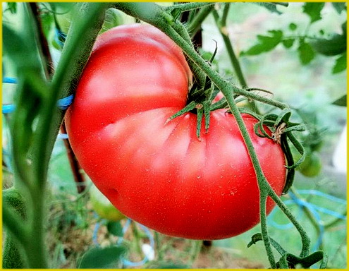 Малиновый гигант