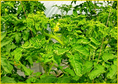 Хлоратическая курчавость