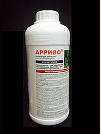 Арриво