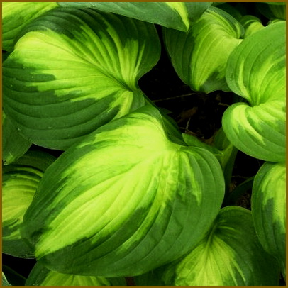 Hosta-Enchiladas