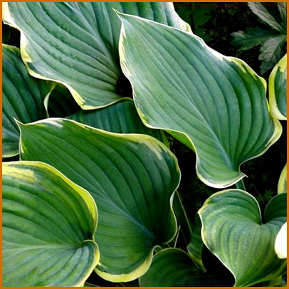 Hosta-Sagae