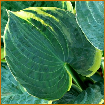 Hosta-Sugar-Daddy