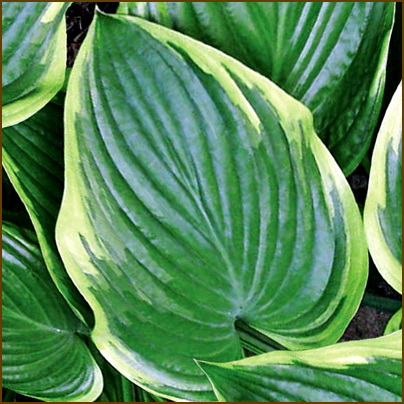 Hosta-Victory