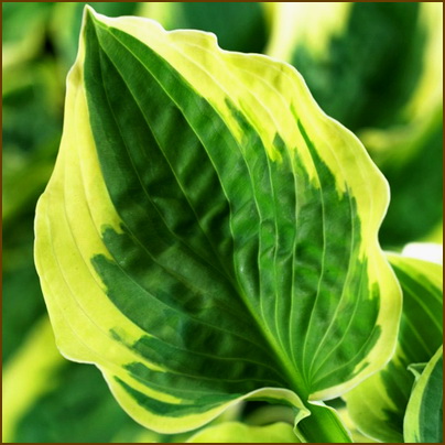 Hosta-Wide-Brim