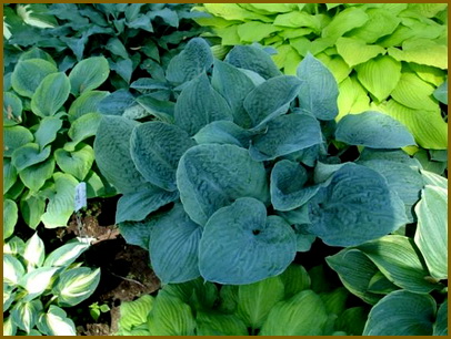 hosta-bam-bam-blue