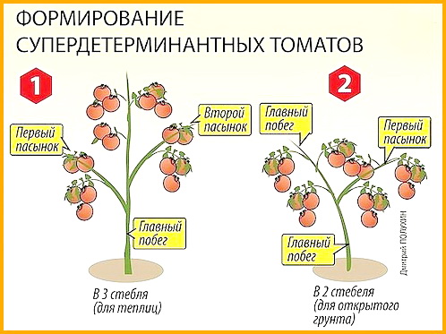kak-formirovati--kustu-tomatov