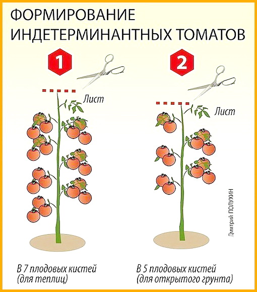 kak-formirovati--kustu-tomatov kak-formirovati--kustu-tomatov