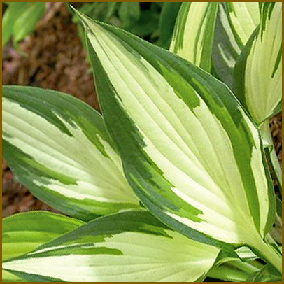 Hosta-Christmas-Candy