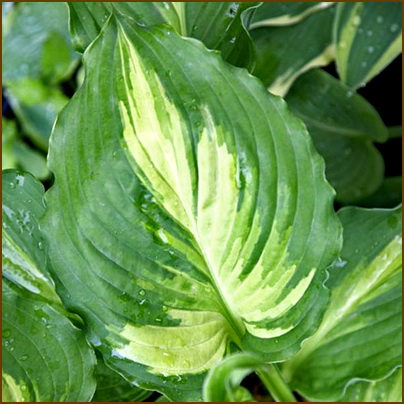 Hosta-Lakeside-Paisley-Print