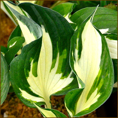 Hosta-Paul-Revere