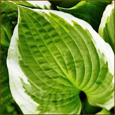 Hosta-Shade-Finale-1 Hosta-Shade-Finale-1